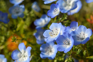 ネモフィラの青い花（ルリカラクサ）