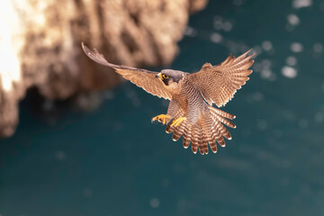 Peregrine Falcon in flight