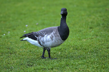 Beautiful closeup view of brent goose (Branta bernicla) with black beak walking and grazing on green lawn in Blackrock Park, Dublin, Ireland