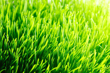 Fototapeta premium Green summer grass background