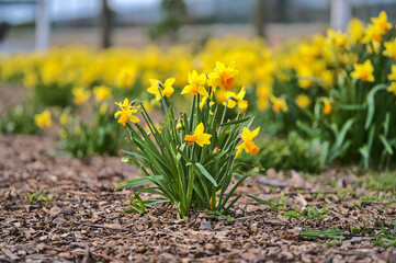 Beautiful low ground view of bunch of spring yellow daffodil (Narcissus) flowers growing in ground mulched with wood chips and shredded leaves in Blackrock, Dublin, Ireland