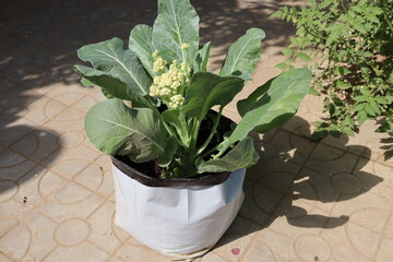 Growing organic vegetables at home using grow bags is easy and fun activity. Cauliflower cultivation at kitchen garden.