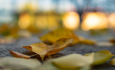 Naklejka na ściany i meble autumn leaves on the ground macro