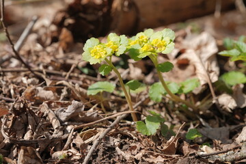 Alternate-leaved golden saxifrage (Chrysosplenium alternifolium)