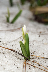 The first spring little flower, snowdrop, macro