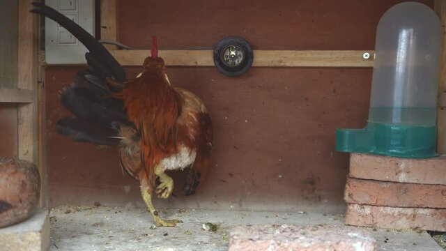 The serama or the malaysian serama are poses.