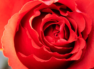 close up of red rose with curved petals