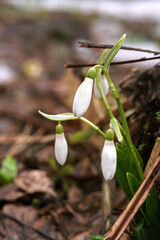 Snowdrops with water drops, the first spring flowers on ground