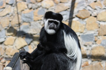 Mono colobo mirando a la cámara 