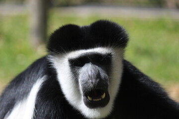 Mono colobo mirando a la cámara 