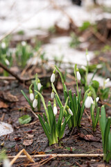 Snowdrops, the first spring white flowers in forest