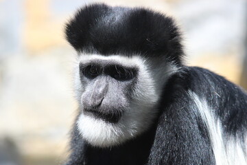 Mono colobo mirando a la cámara 