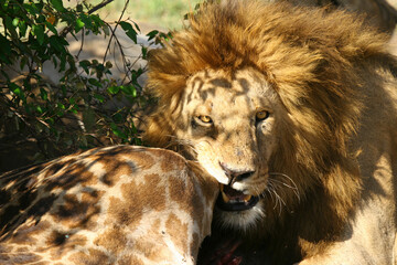 Lion Panthera leo couché au regard perçant en safari big five au Masaï Mara Kenya