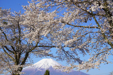 富士山と桜

