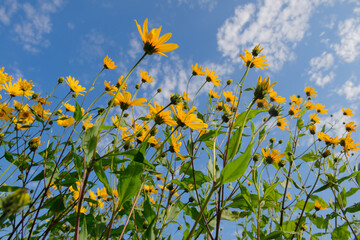 Dense thickets of jerusalem artichoke with bright flowers. Bottom view of the blue sky with clouds.