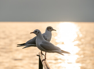 Bird Seagull Standing in sunset