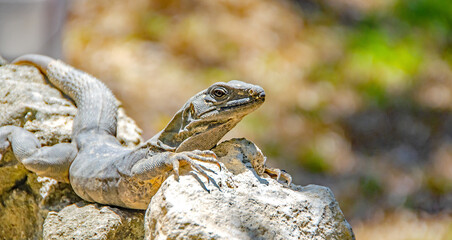 Leguane  sonnt sich auf einem Stein