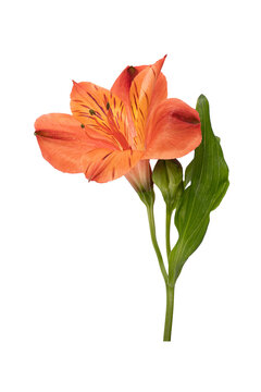 Branch alstroemeria flower. Red brown bud, isolated white background, close-up vertical shot.