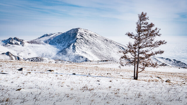Mountain and tree in the Tazheran steppe