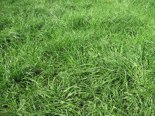 Grass in the wind. Natural green grass background. Close up of grass in the spring woods. Macro view of fresh leaves in springtime.