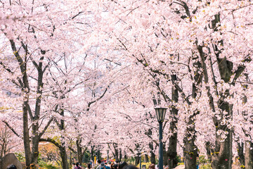 川口西公園の桜並木