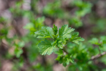 spring green leaves in forest selective focus