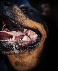 Un ejemplar imponente de la línea americana rottweiler. Concepto perro potencialmente peligroso