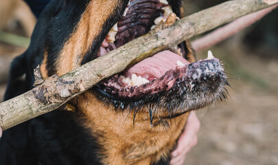Primer plano de la boca de un peligroso rottweiler americano. Concepto peligro