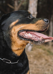 Primer plano de la boca de un peligroso rottweiler americano. Concepto peligro