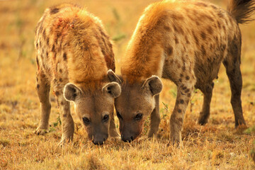 Hyène Tachetée Crocuta crocuta au Masaï Mara Afrique Kenya