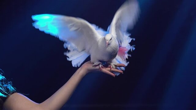 Female hand holds white dove with beautiful plumage and one pink feather. Bird flaps its wings and spreads its tail. Circus trained pigeon close up against background of bright lights. Slow motion.
