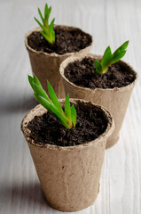 Succulent seedling. Just planted succulents on the white table. Transplanting home.