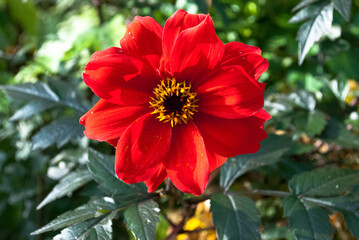 Red Dahlia