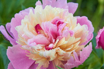 Obraz na płótnie Canvas Paeonia Gay Paree,fragrant peony flower close up bloomed