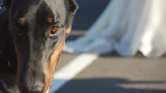 The bride is holding a Doberman on a leash. Close-up of a dog with an open mouth on the background of the bride.
