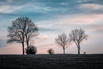 Landschaft mit Bäumen Abendrot