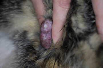 View at  scrotum during castration of a male cat. The vet fixes the scrotum with both testicles in it between his fingers