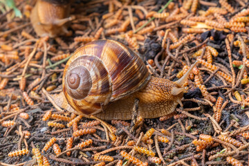 The snail moves on the wet ground