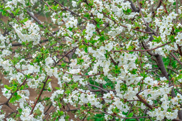 Blooming apple tree in spring time, Flowering Apple Tree