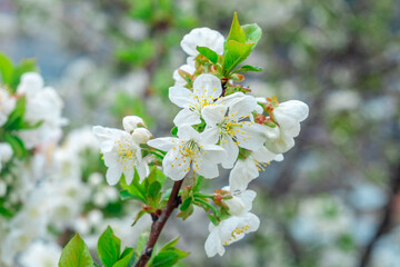 Blooming apple tree in spring time, Flowering Apple Tree