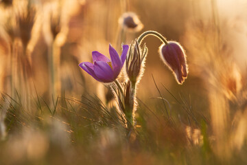 Spring colorful flower in the meadow Large-flowered Passerine - Pulsatilla grandis. The photo has a beautiful bokeh.