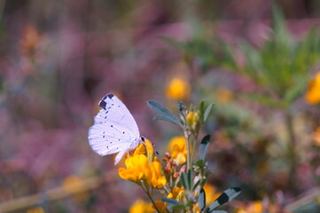 A small butterfly on a purple background. Insects in nature.
