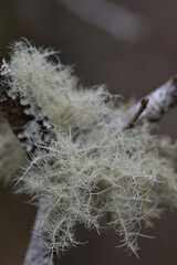 Macro image of  Lichen growing at The Site of Special Scientific Interest Goss Moor Cornwall