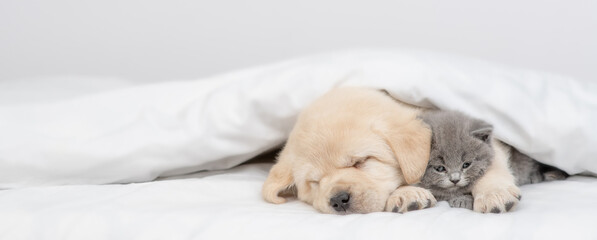Golden retriever puppy hugs gray kitten. Pets sleep together under white warm blanket on a bed at home. Empty space for text