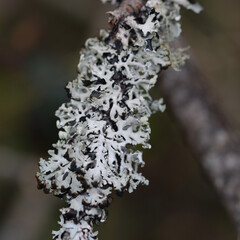 Macro image of  Lichen growing at The Site of Special Scientific Interest Goss Moor Cornwall