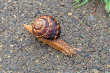 The snail moves on the concrete, animals