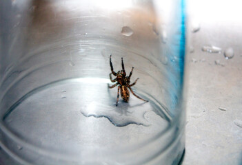 Close up image of a brown furry spider standing up trapped in a waterglass in a steel lavatory.