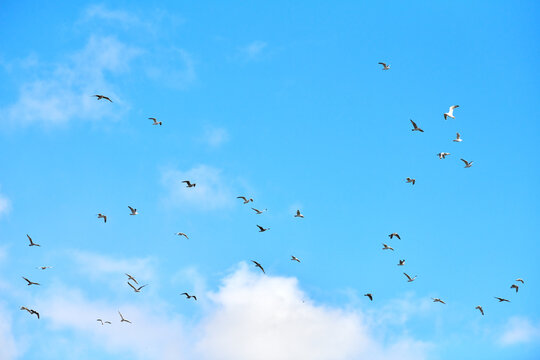 Birds seagulls flying in blue sky with white fluffy clouds