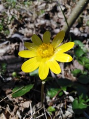 yellow flower in the garden