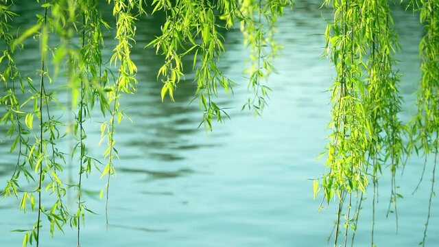 Rippling lake and branches of the willow on the shore, panning shot